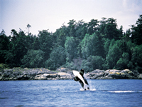 Orca-TourismVictoria.jpg
